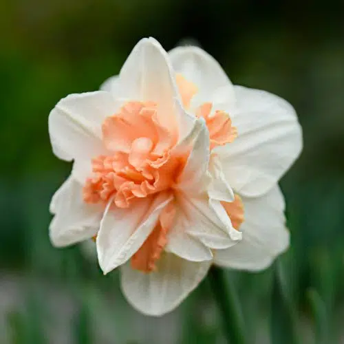 Narcisse Double Delnashaugh