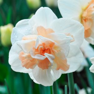 Narcisse Double Delnashaugh
