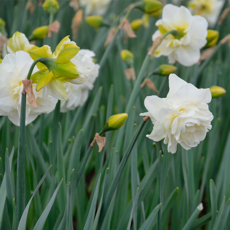 Narcisse Double Obdam