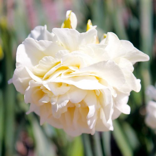 Narcisse Double Obdam