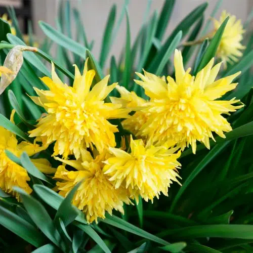 Narcisse Double Rip Van Winkle