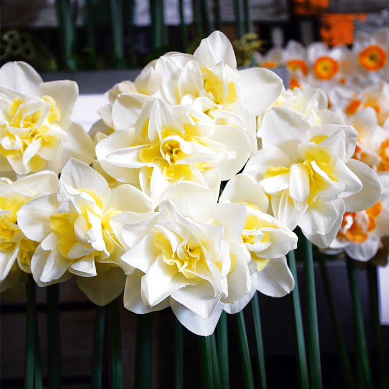 Narcisse Double White Lion