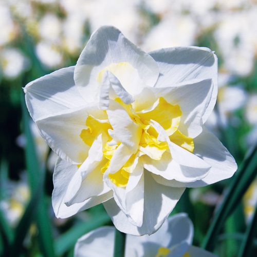 Narcisse Double White Lion