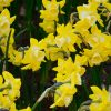 Narcisse Jonquilla Hillstar