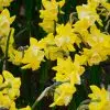 Narcisse Jonquilla Hillstar