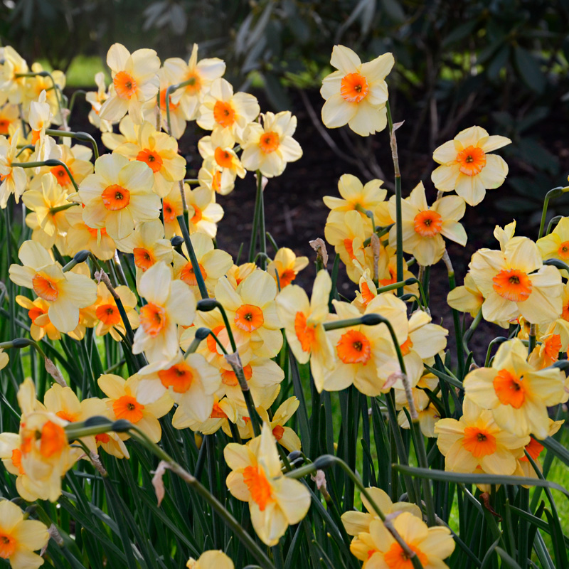 Narcisse Jonquilla Kedron