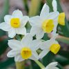 Narcisse Pluriflore Avalanche