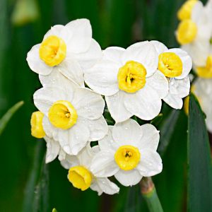 Narcisse Pluriflore Avalanche