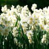 Narcisse Pluriflore Cheerfulness