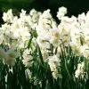 Narcisse Pluriflore Cheerfulness