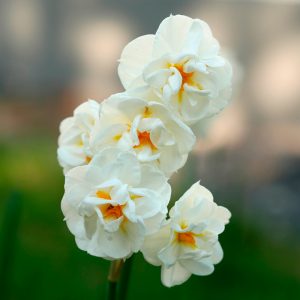 Narcisse Pluriflore Cheerfulness