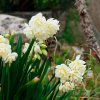 Narcisse Pluriflore Erlicheer