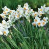 Narcisse Pluriflore Geranium