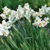 Narcisse Pluriflore Geranium