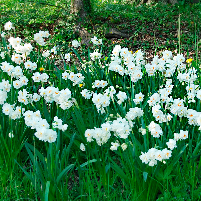 Narcisse Pluriflore Sir Winston Churchill