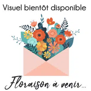 Narcisse Pluriflore Tripartite