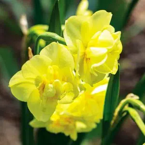 Narcisse Pluriflore Yellow Cheerfulness