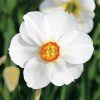 Narcisse Poeticus Actaea (Narcisse Des Poètes)