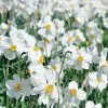 Narcisse Poeticus Actaea (Narcisse Des Poètes)