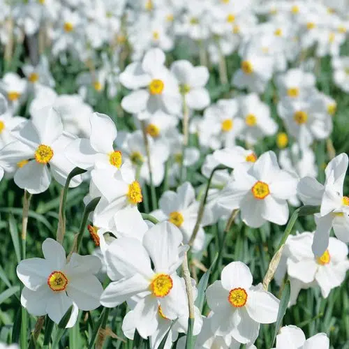 Narcisse Poeticus Actaea (Narcisse Des Poètes)