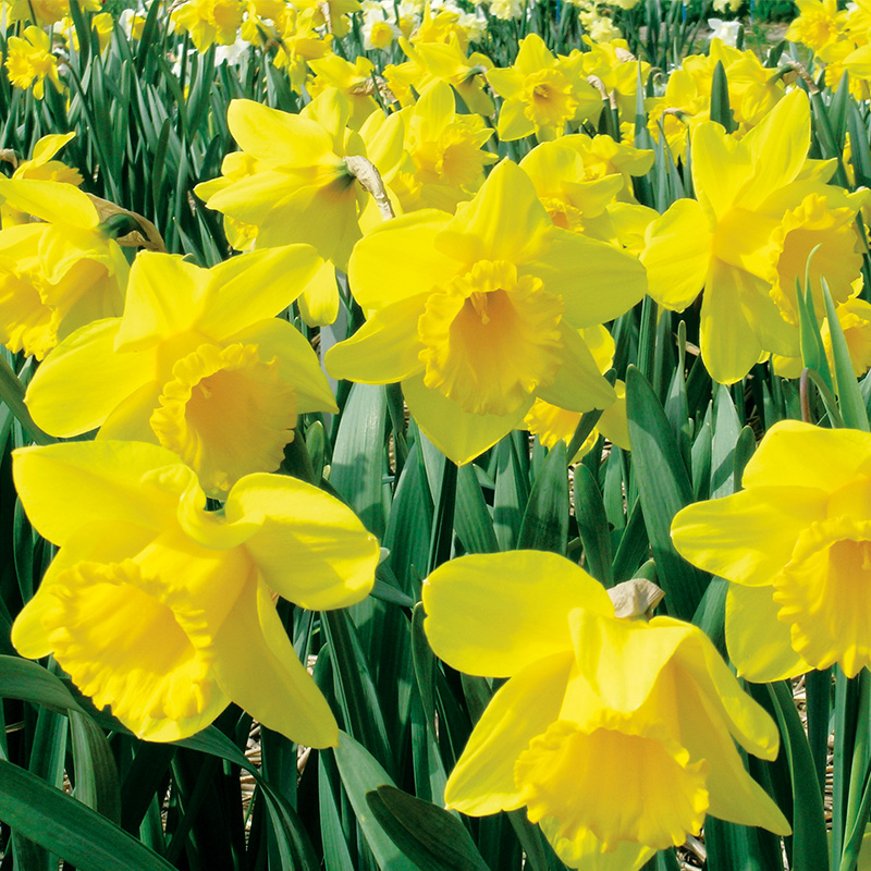 Narcisse Trompette Dutch Master