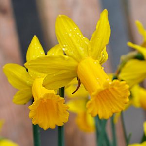 Narcisse Trompette Golden Harvest