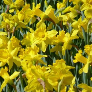 Narcisse Trompette Jaune