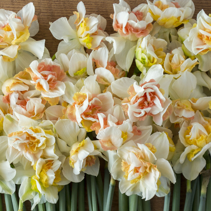 Narcisses Doubles en mélange