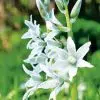 Ornithogale nutans