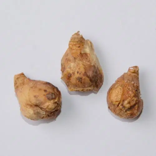 Ornithogale nutans