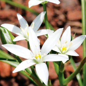 Ornithogale umbellatum