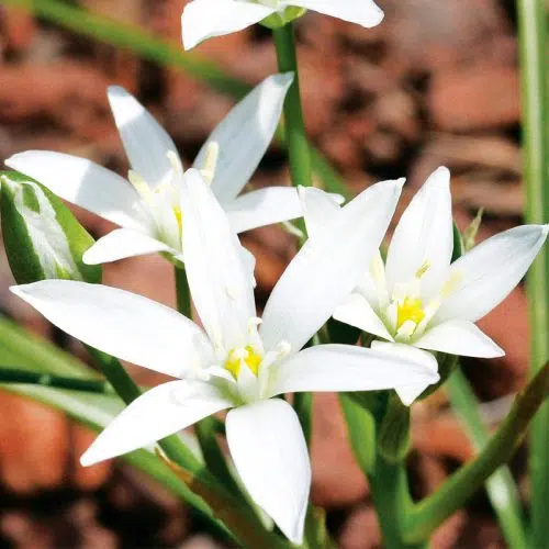 Ornithogale umbellatum