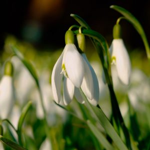 Perce Neige nivalis