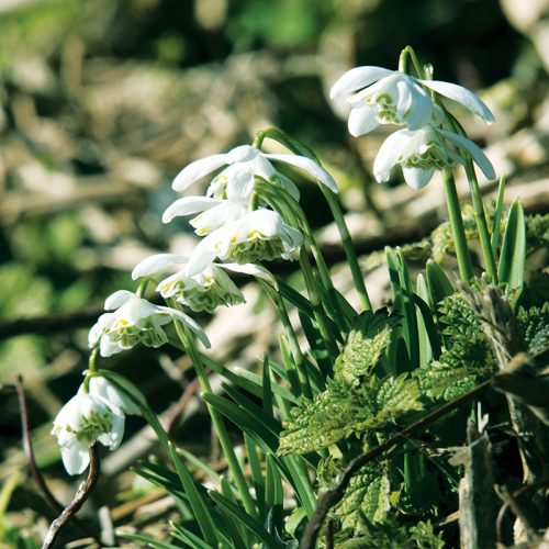 Perce Neige nivalis Flore Pleno