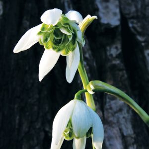 Perce Neige nivalis Flore Pleno