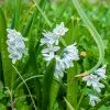 Puschkinia scilloides Var Libanotica (Scille Rayée)