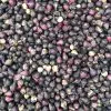 Scille siberica