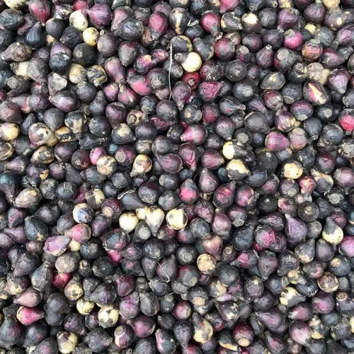 Scille siberica