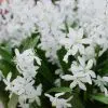 Scille siberica Alba