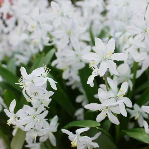 Scille siberica Alba
