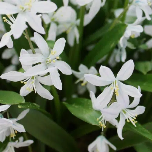 Scille siberica Alba
