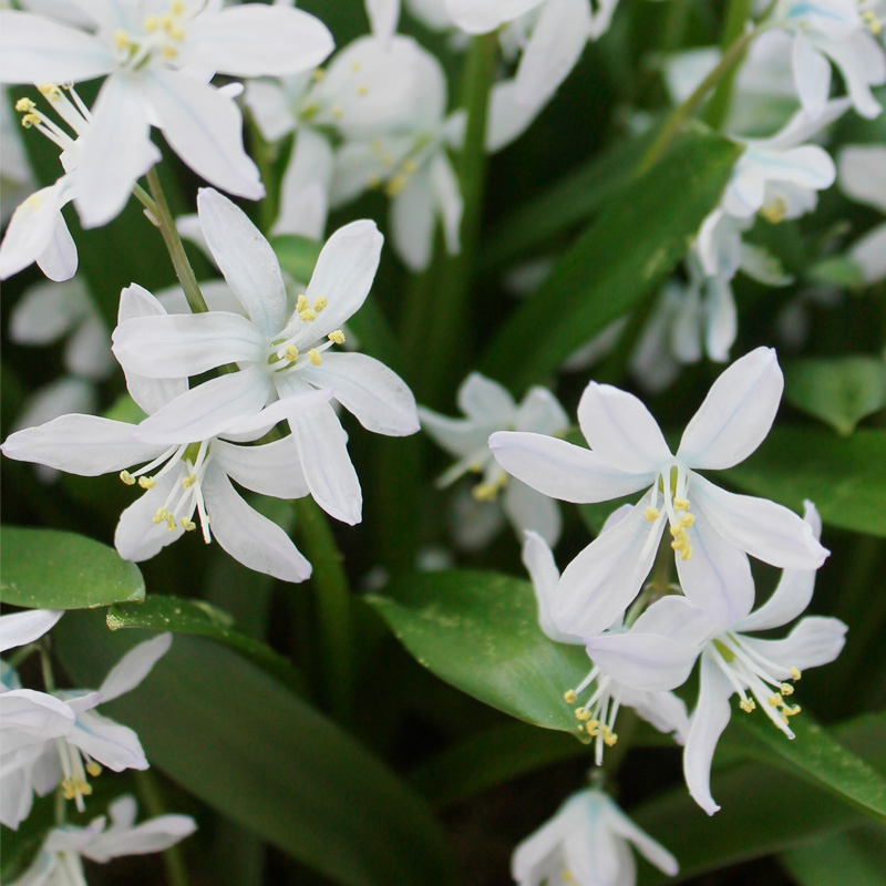 Scille siberica Alba - Ernest TURC