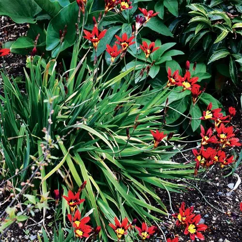 Sparaxis tricolor