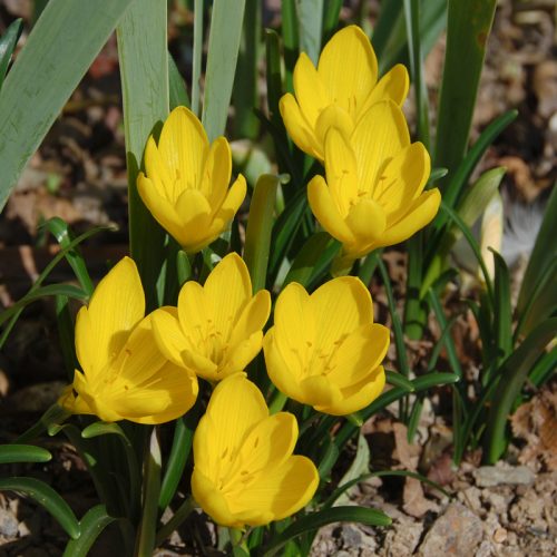 Sternbergia lutea