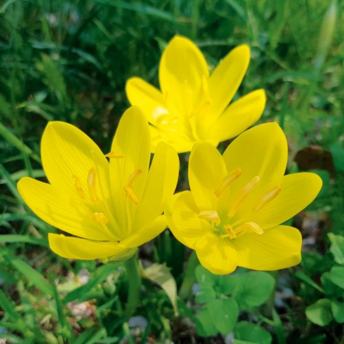 Sternbergia lutea