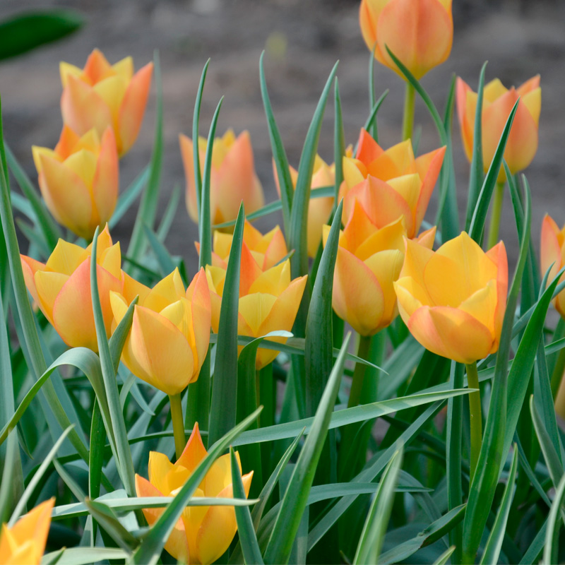 Tulipe botanique Batalinii Bright Gem