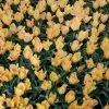 Tulipe botanique Batalinii Bright Gem