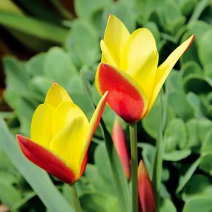 Tulipe botanique clusiana Chrysantha