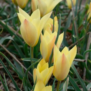 Tulipe botanique clusiana Honky tonk
