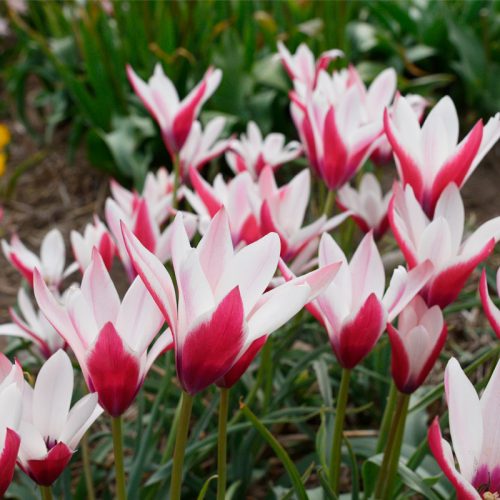 Tulipe botanique clusiana Peppermint Stick